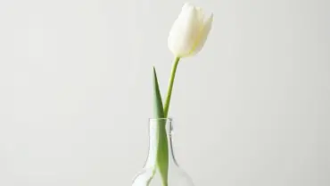 Mơ thấy hoa tulip trắng trong chậu