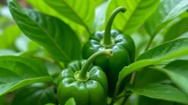 Mơ thấy lá lốt mọc trong vườn