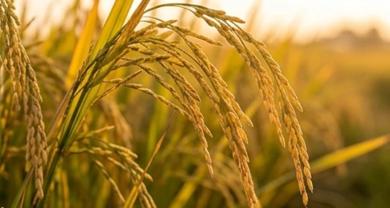 Mơ thấy lúa gạo: Giải mã điềm báo, số tài lộc & cách hóa giải 2 Cánh đồng lúa chín vàng trĩu hạt mang điềm báo mùa màng bội thu và sự thành công