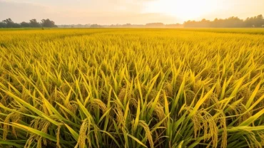 Giấc mơ thấy lúa chín vàng được tái hiện qua cánh đồng lúa trĩu hạt rực rỡ dưới ánh nắng bình minh