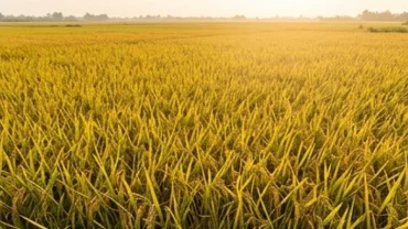 Cánh đồng lúa chín vàng rực rỡ đại diện cho giấc mơ thấy lúa gạo mang điềm báo no đủ