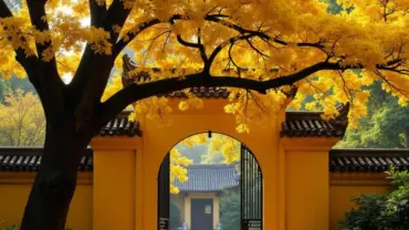 Mơ thấy mai vàng trước cổng nhà