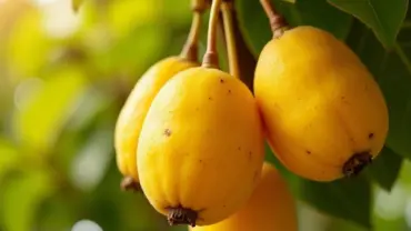 Mơ thấy me ra quả chín vàng