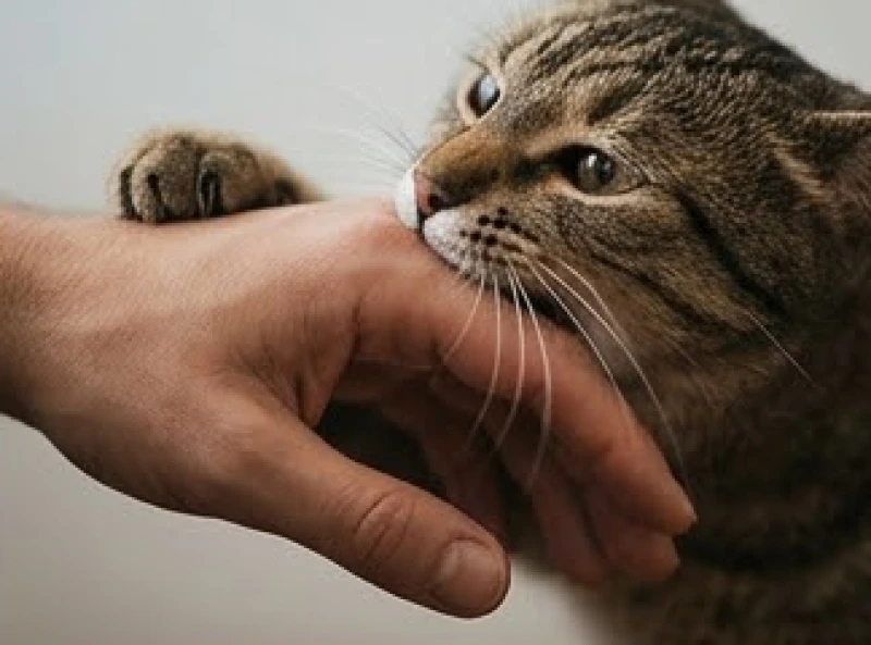 Mơ thấy mèo cắn: Điềm báo phong thủy và sổ mơ con số may mắn 2 Chú mèo cắn nhẹ vào ngón tay người mang theo thông điệp cảnh báo về những biến động trong sự nghiệp
