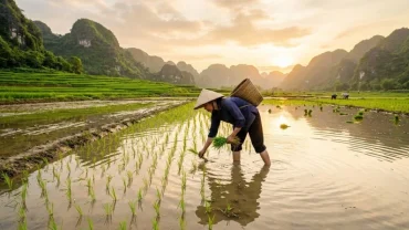 Góc nhìn nghệ thuật về điềm báo phong thủy khi mơ thấy mình đi cấy lúa giữa cánh đồng mênh mông nước