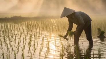 Khung cảnh tái hiện sống động giấc mơ thấy mình đi cấy lúa dưới ruộng nước mênh mông trong ánh sáng bình minh