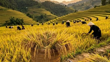 Hình ảnh thu hoạch trên cánh đồng chín vàng trĩu hạt minh họa cho điềm báo mơ thấy mình đi gặt lúa