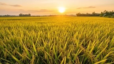 Cánh đồng lúa chín vàng óng ả trĩu hạt trong ánh nắng rực rỡ tượng trưng cho giấc mơ thấy mình đi gặt lúa