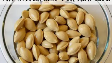Ngâm hạt bí chuẩn bị trồng