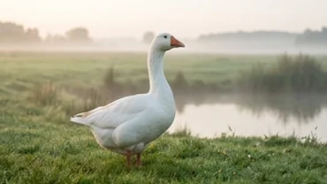 Giấc mơ thấy ngỗng mang đến nhiều điềm báo về tài lộc, sự bảo vệ và vượng khí cho gia đạo