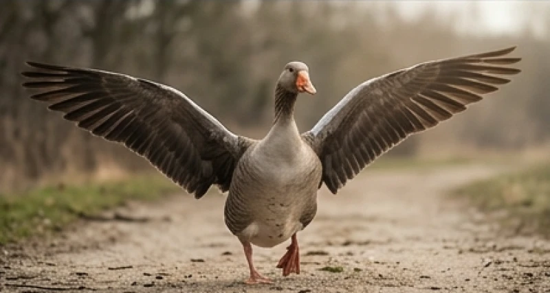 Mơ thấy ngỗng: Giải mã điềm báo, con số và cách hóa giải 3 Chiêm bao thấy bị ngỗng rượt đuổi thể hiện sự hoảng hốt và áp lực từ các đối thủ cạnh tranh trong thực tế