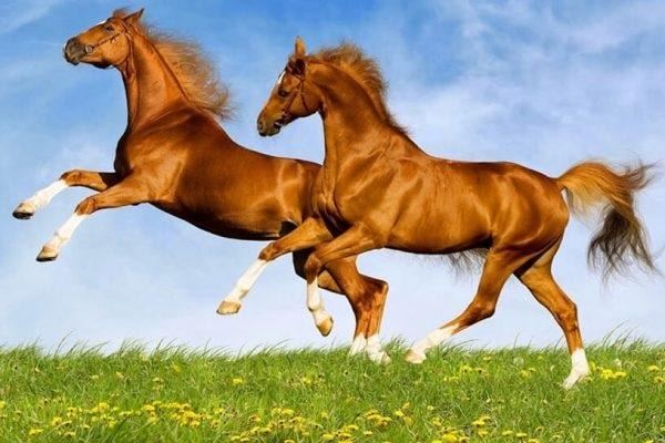 Nằm mơ thấy ngựa
