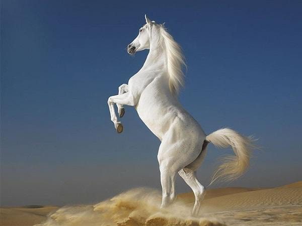 Mơ thấy ngựa trắng là điềm báo gì