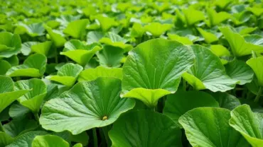 Mơ thấy nhiều cây đinh lăng xanh tốt là điềm báo gì?