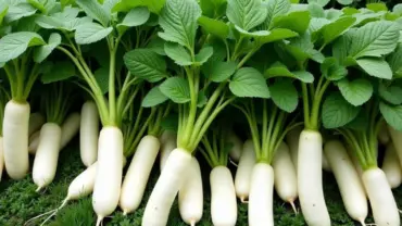 Mơ thấy nhiều củ đậu trong vườn