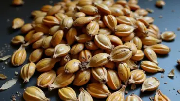Mơ thấy nhiều hạt bí thối