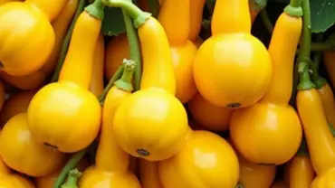 Mơ thấy nhiều su su chín