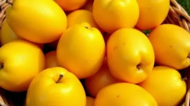 Mơ thấy nhót trong giỏ chín mọng
