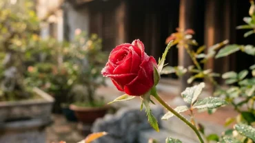 Bối cảnh khu vườn bình yên với nụ hoa hồng chớm nở thể hiện chân thực ý nghĩa của việc mơ thấy nụ hoa hồng
