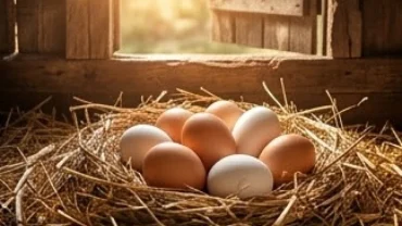Ổ trứng gà đầy đặn bằng rơm rạ tượng trưng cho tài lộc sinh sôi khi nằm mơ thấy ổ trứng gà