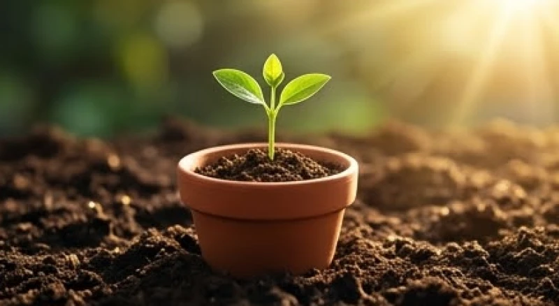 Mơ thấy có thai: Ý nghĩa các giai đoạn & sổ mơ dân gian chuẩn 3 Một mầm cây xanh tươi nhỏ xíu vươn lên mạnh mẽ từ trong chậu đất