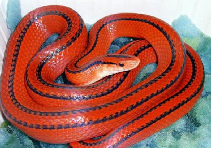 Nằm mơ thấy rắn màu đỏ là điềm gì?
