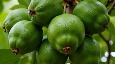 Mơ thấy sấu xanh sai trĩu quả: Điềm báo may mắn