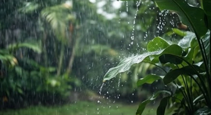 Hạt mưa rơi rào rạt xuống mặt đất mang theo thông điệp gột rửa mọi thị phi và oan ức trong cuộc sống