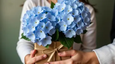 Mơ thấy tặng bó hoa cẩm tú cầu