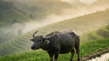 Hình ảnh minh họa điềm báo và ý nghĩa tâm lý sâu sắc đằng sau giấc mơ thấy trâu trong văn hóa tín ngưỡng Việt Nam