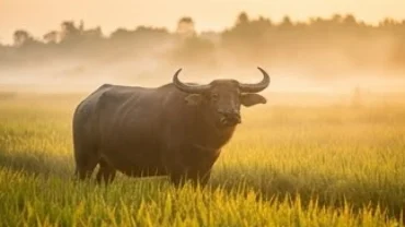 Con trâu nước khỏe mạnh đứng gặm cỏ trên cánh đồng lúa chín vàng óng ả giải mã điềm báo khi mơ thấy trâu