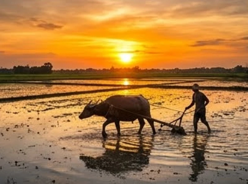 Mơ thấy trâu: Giải mã điềm báo và cơ sở con số Can Chi 5 Con trâu miệt mài cày ruộng dưới ráng chiều đỏ rực là điềm lành về sự nghiệp khi giải mã giấc mơ thấy trâu