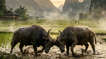 Hai con trâu nước to lớn đang húc nhau quyết liệt trên cánh đồng lúa minh họa cho điềm báo mơ thấy trâu húc nhau