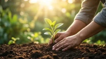 Người đang cẩn thận vun đất trồng mầm cây xanh tươi dưới nắng sớm, tượng trưng cho giấc mơ thấy trồng cây đại cát