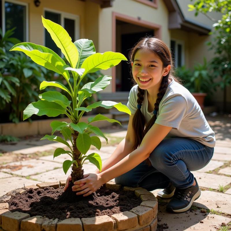 Mơ thấy trồng cây bàng con