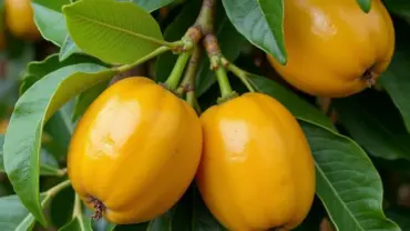 Mơ thấy trồng chanh dây trĩu quả