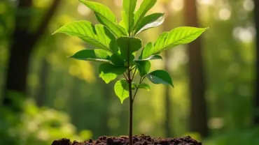 Mơ thấy trồng trám khỏe mạnh