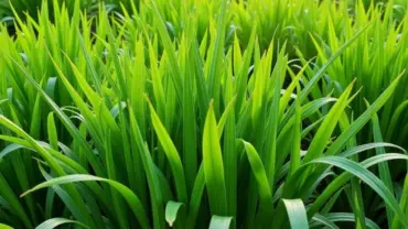 Mơ thấy vườn sả xanh tốt sum suê