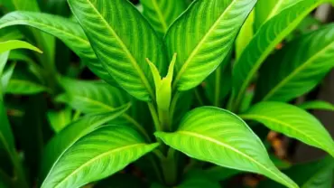 Mồng tơi xanh mướt trong vườn, tượng trưng cho sự sinh sôi nảy nở