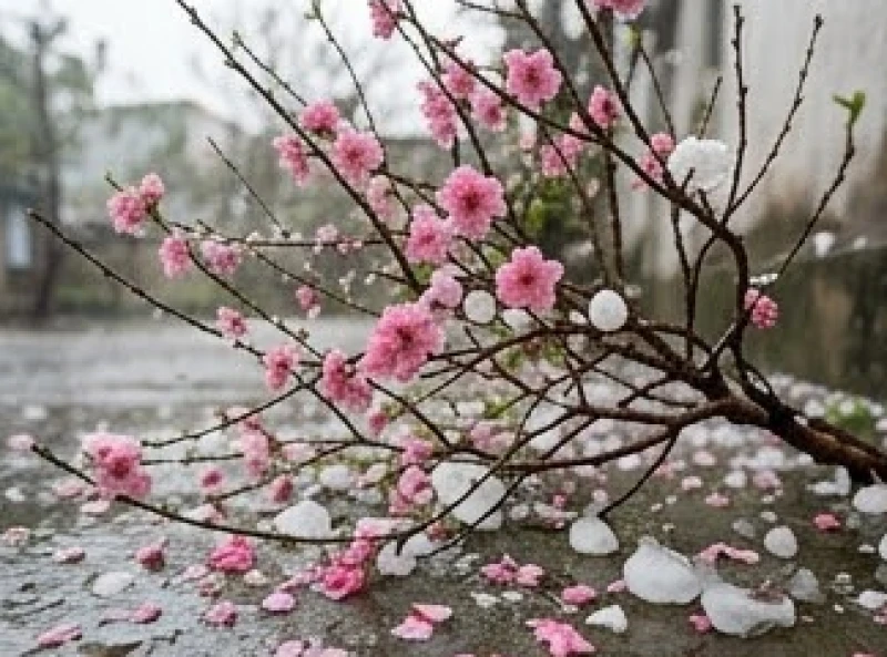 Cành hoa đào mùa xuân rụng tả tơi do bị những hạt mưa đá rơi trúng giữa thời tiết giá lạnh