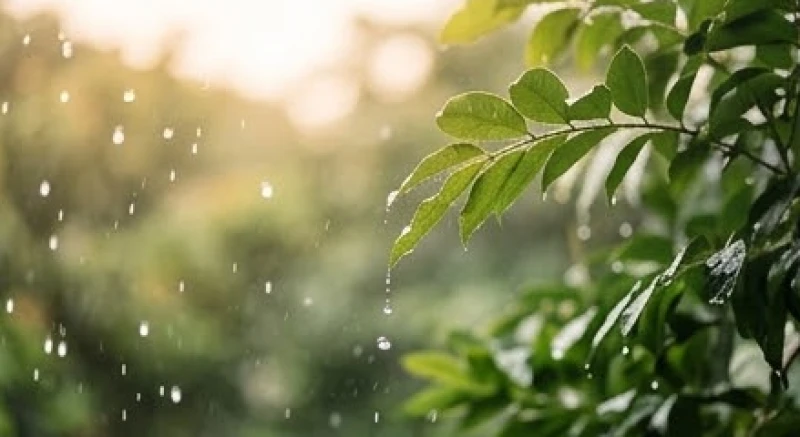 Trời mưa trong ngày cưới là điềm gì: Ý nghĩa và mẹo ứng phó 1 Giọt mưa rơi nhẹ trên cành lá xanh tươi tượng trưng cho sự gột rửa xui rủi và mang đến khởi đầu suôn sẻ