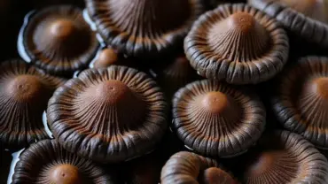 Nấm mèo nở to trong mơ