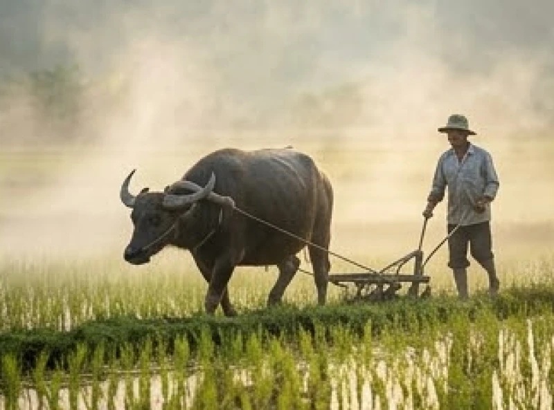 Mơ thấy trâu: Giải mã điềm báo và cơ sở con số Can Chi 2 Người nông dân dắt trâu ra đồng cày cấy vào buổi sáng sớm tượng trưng cho sự nhẫn nại khi giải mã giấc mơ thấy trâu