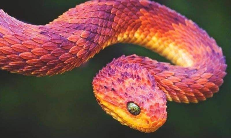 Mở thấy rắn đỏ cho thấy cuộc sống của bạn sẽ gặp nhiều vận may