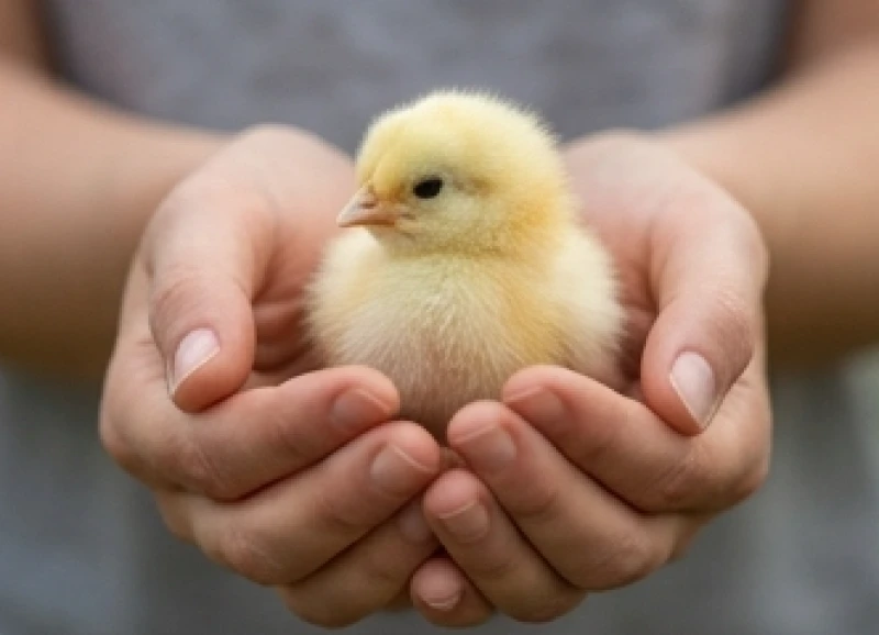 Đôi bàn tay nâng niu cẩn thận một chú gà con lông vàng óng mỏng manh đang khao khát được che chở