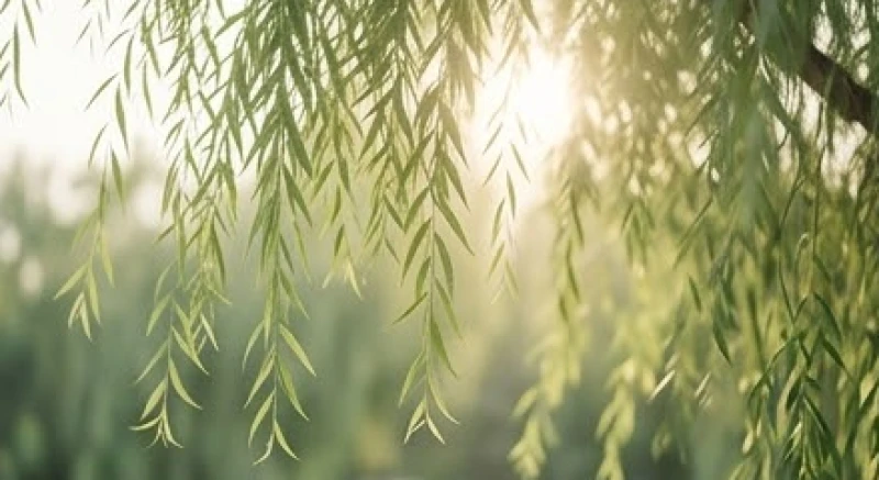 Cành lá dương liễu xanh tươi vươn dài biểu tượng cho bản mệnh mộc của tuổi quý mùi 2003