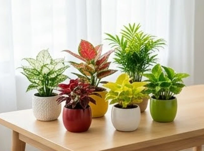 Các chậu cây mini với đa dạng màu sắc lá trắng đỏ vàng và xanh lục đại diện cho vòng tròn ngũ hành