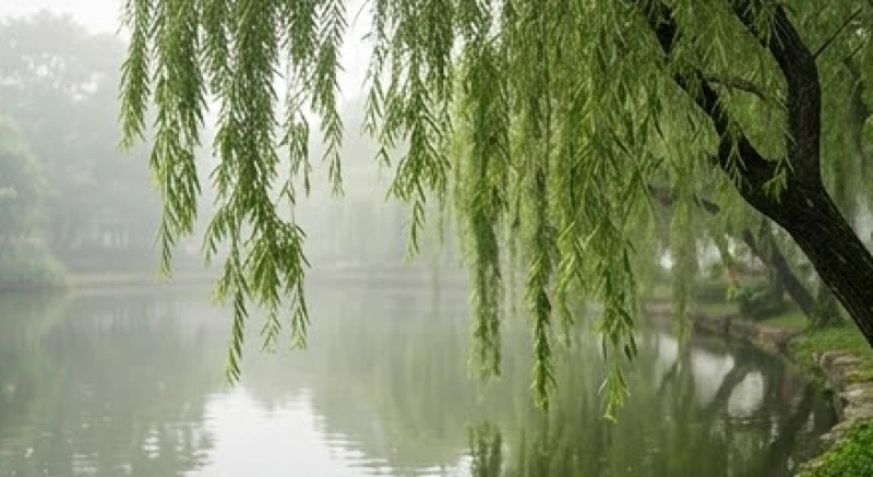 Cành dương liễu rủ lá mềm mại bên hồ nước đại diện cho nạp âm Dương Liễu Mộc của tuổi 1942