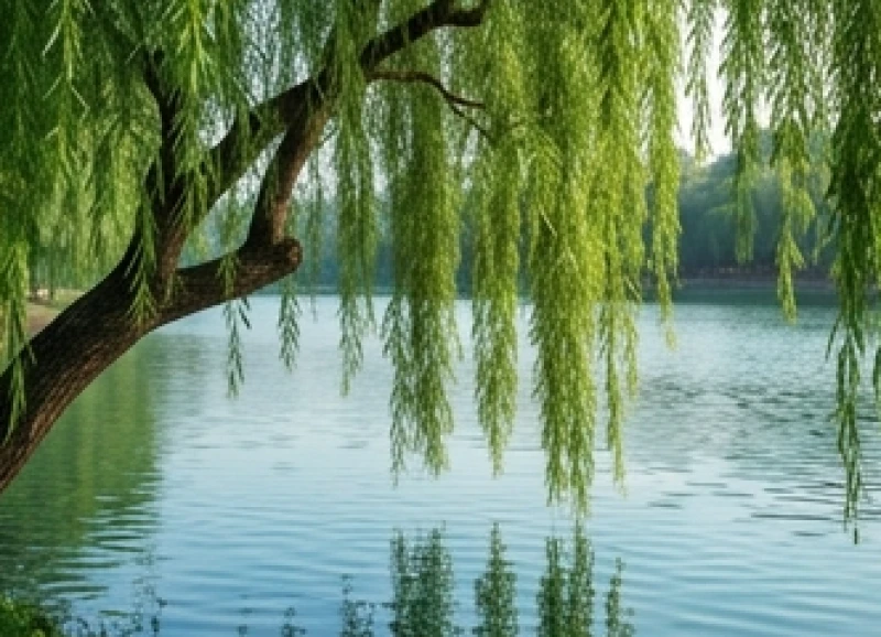 Tử vi tuổi Quý Mùi 2003 năm 2027: Lịch tháng và cách cúng sao 2 Cây dương liễu xanh tốt vươn lên mạnh mẽ nhờ được nguồn nước ngọt tưới tắm