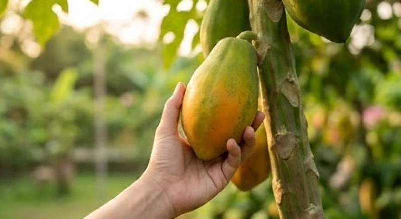 Một bàn tay vươn ra chạm vào trái đu đủ trên cành cao báo hiệu nguy cơ san sẻ tài lộc